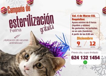 REALIZARÁN CAMPAÑA GRATUITA DE ESTERILIZACIÓN FELINA EN CABO SAN LUCAS