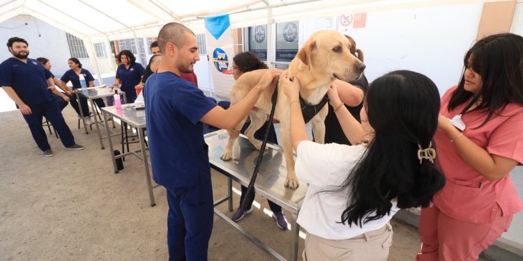 HOSPITAL VETERINARIO DE LA UABCS CIERRA SEMESTRE CON INTENSA ACTIVIDAD CLÍNICA Y ACADÉMICA