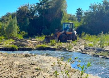 COORDINAN ACCIONES DE ATENCIÓN Y ALIMENTACIÓN PARA PERROS EN SITUACIÓN DE CALLE EN CSL
