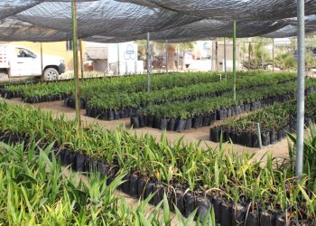 GOBIERNO DEL ESTADO FORTALECE ACCIONES DE REFORESTACIÓN EN BAJA CALIFORNIA SUR