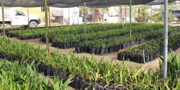 GOBIERNO DEL ESTADO FORTALECE ACCIONES DE REFORESTACIÓN EN BAJA CALIFORNIA SUR