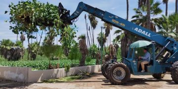 INTENSIFICA GOBIERNO DE LOS CABOS LIMPIEZA EN EL ESTERO JOSEFINO PARA FRENAR LA EXPANSIÓN DE ESPECIES INVASORAS