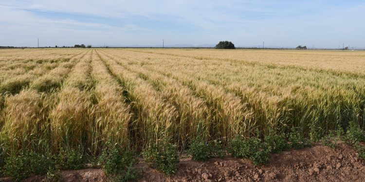 IMPULSA SETUE LA ECONOMÍA LOCAL CON DISTINTIVO HECHO EN BCS