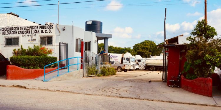 HABILITAN CENTROS DE ACOPIO PARA ÁRBOLES DE NAVIDAD NATURALES EN LOS CABOS