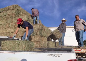 INICIA AYUNTAMIENTO DE LOS CABOS ENTREGA DE ALFALFA A BAJO COSTO PARA PRODUCTORES GANADEROS