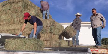 INICIA AYUNTAMIENTO DE LOS CABOS ENTREGA DE ALFALFA A BAJO COSTO PARA PRODUCTORES GANADEROS