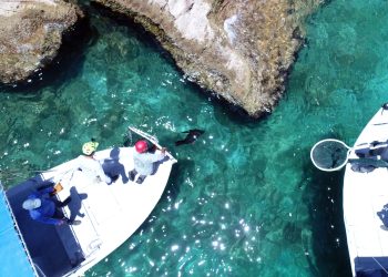 UABCS COLABORA EN ATENCIÓN Y RESCATE DE MAMÍFEROS MARINOS A TRAVÉS DE TRABAJO ACADÉMICO Y COLABORACIÓN INTERINSTITUCIONAL