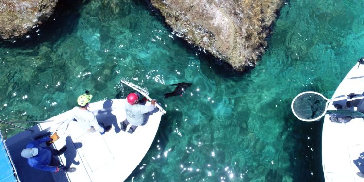 UABCS COLABORA EN ATENCIÓN Y RESCATE DE MAMÍFEROS MARINOS A TRAVÉS DE TRABAJO ACADÉMICO Y COLABORACIÓN INTERINSTITUCIONAL