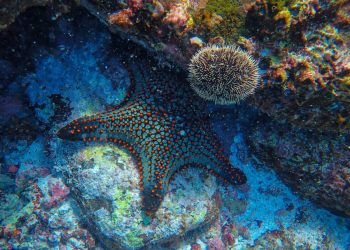 EQUINODERMOS: SON PIEZA CLAVE PARA EL EQUILIBRIO DEL ECOSISTEMA MARINO