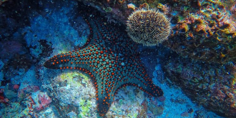 EQUINODERMOS: SON PIEZA CLAVE PARA EL EQUILIBRIO DEL ECOSISTEMA MARINO