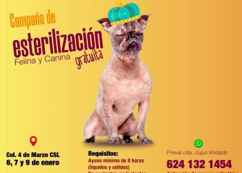 PRESENTA CINEMA VAGABUNDO SU CARTELERA DE ENERO 2026 EN LOS CABOS