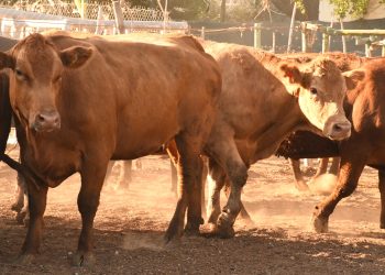 BCS MANTIENE SIN CASOS CONFIRMADOS DE SARAMPIÓN AL INICIAR 2026