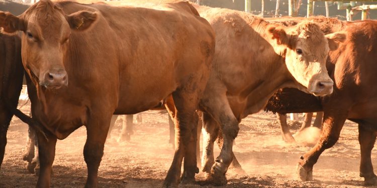 BCS MANTIENE SIN CASOS CONFIRMADOS DE SARAMPIÓN AL INICIAR 2026