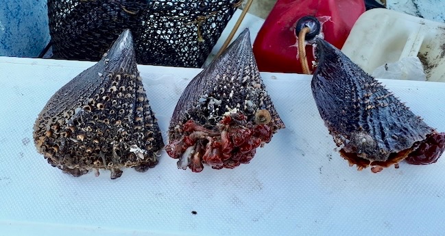 SUSPENDEN DE MANERA PRECAUTORIA LA EXTRACCIÓN DE MOLUSCOS BIVALVOS EN LOS ESTEROS LA BOCANA Y EL COYOTE EN MULEGÉ