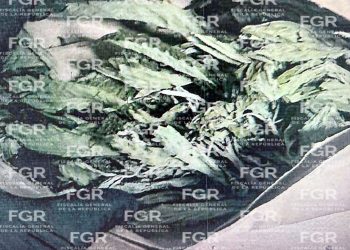 OBTIENE FGR VINCULACIÓN A PROCESO CONTRA UNA PERSONA DETENIDA EN CATEO, EN COMONDÚ, BAJA CALIFORNIA SUR