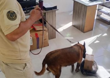 ASEGURA PGJE MARIHUANA EN UNA EMPRESA DE PAQUETERÍA  EN LA PAZ