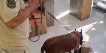 ASEGURA PGJE MARIHUANA EN UNA EMPRESA DE PAQUETERÍA  EN LA PAZ