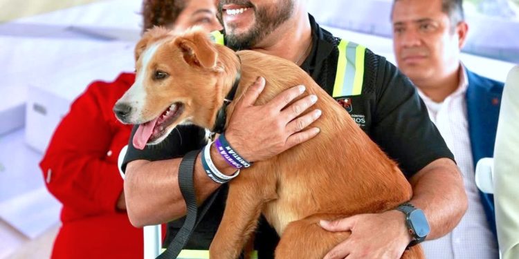 SERÁ LOS CABOS SEDE DEL V CONGRESO INTERNACIONAL POR EL BIENESTAR ANIMAL