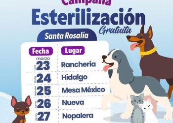 REACTIVA AYUNTAMIENTO DE MULEGÉ CAMPAÑA GRATUITA DE ESTERILIZACIÓN PARA PERROS Y GATOS