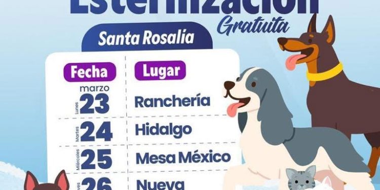 REACTIVA AYUNTAMIENTO DE MULEGÉ CAMPAÑA GRATUITA DE ESTERILIZACIÓN PARA PERROS Y GATOS