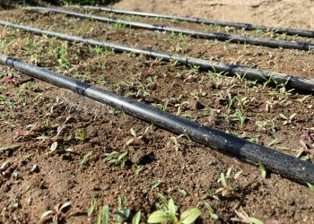 SECRETARÍA DE SEGURIDAD PÚBLICA ESTATAL IMPARTE TALLER DE BÚSQUEDA DE EMPLEO A PERSONAS PRELIBERADAS