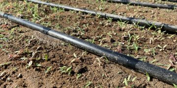 SECRETARÍA DE SEGURIDAD PÚBLICA ESTATAL IMPARTE TALLER DE BÚSQUEDA DE EMPLEO A PERSONAS PRELIBERADAS