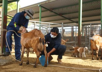 UABCS CAPACITA A ESTUDIANTES Y PRODUCTORES LOCALES EN NUTRICIÓN DE CABRAS Y OVEJAS