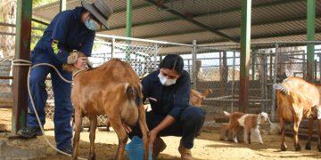 UABCS CAPACITA A ESTUDIANTES Y PRODUCTORES LOCALES EN NUTRICIÓN DE CABRAS Y OVEJAS