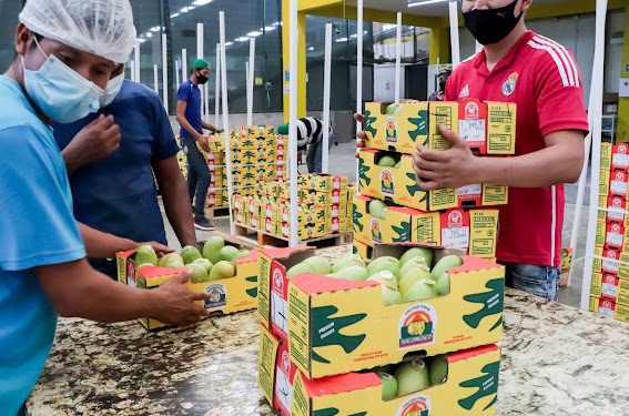SE MANTIENE EXPORTACIÓN DE MANGO MEXICANO HACIA ESTADOS UNIDOS