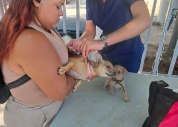 ESTUDIANTES DE LA UABCS APOYAN CAMPAÑA  NACIONAL DE VACUNACIÓN ANTIRRÁBICA