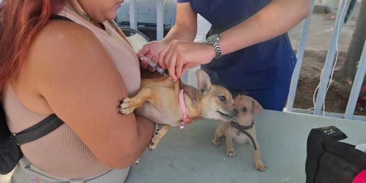 ESTUDIANTES DE LA UABCS APOYAN CAMPAÑA  NACIONAL DE VACUNACIÓN ANTIRRÁBICA