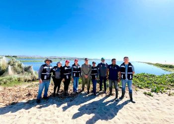 REALIZAN JORNADA DE LIMPIEZA Y RETIRO DE ESPECIES INVASORAS EN EL ESTERO DE SAN JOSÉ DEL CABO