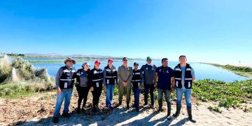 REALIZAN JORNADA DE LIMPIEZA Y RETIRO DE ESPECIES INVASORAS EN EL ESTERO DE SAN JOSÉ DEL CABO