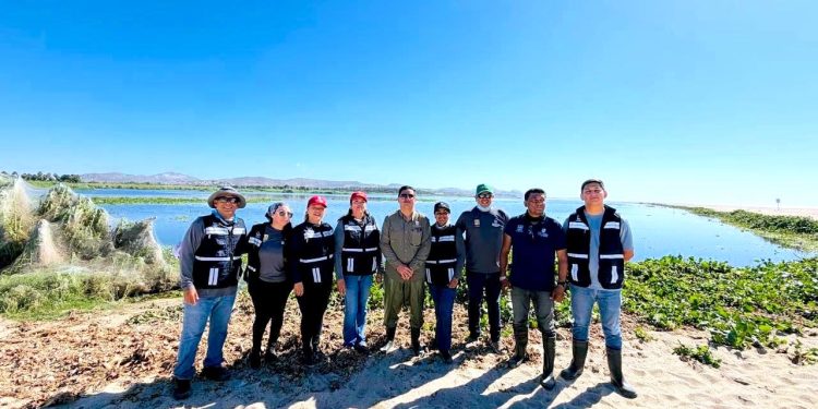 REALIZAN JORNADA DE LIMPIEZA Y RETIRO DE ESPECIES INVASORAS EN EL ESTERO DE SAN JOSÉ DEL CABO