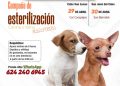 INVITA AYUNTAMIENTO DE LOS CABOS A JORNADA GRATUITA DE ESTERILIZACIÓN CANINA Y FELINA