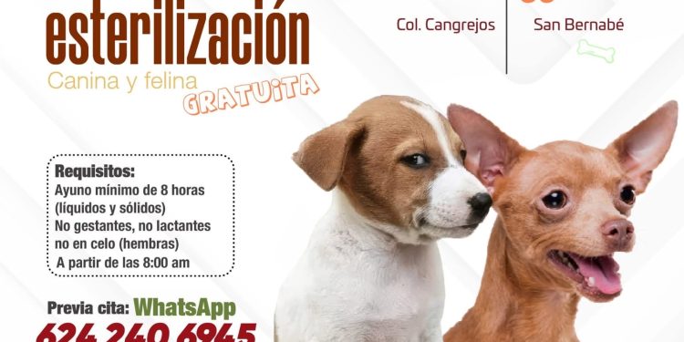 INVITA AYUNTAMIENTO DE LOS CABOS A JORNADA GRATUITA DE ESTERILIZACIÓN CANINA Y FELINA