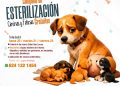 REALIZARÁN JORNADA GRATUITA DE ESTERILIZACIÓN CANINA Y FELINA EN CABO SAN LUCAS