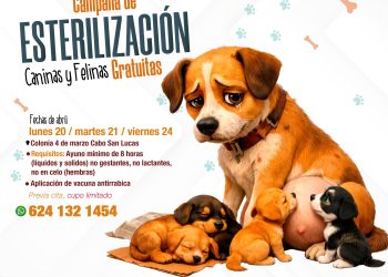 REALIZARÁN JORNADA GRATUITA DE ESTERILIZACIÓN CANINA Y FELINA EN CABO SAN LUCAS