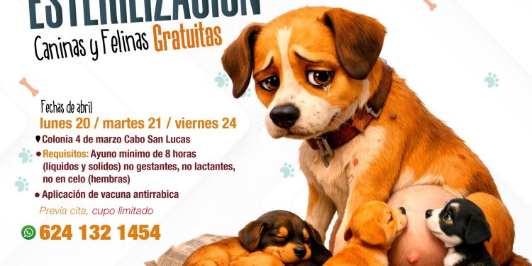REALIZARÁN JORNADA GRATUITA DE ESTERILIZACIÓN CANINA Y FELINA EN CABO SAN LUCAS