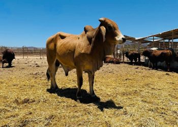 MÁS DE 500 PERSONAS SE SUMAN A LA “ GRAN MARCHA POR EL AUTISMO 2026” EN EL MALECÓN DE LA PAZ