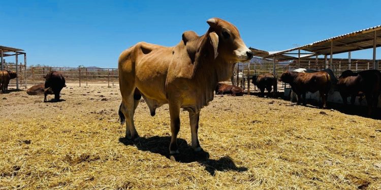 MÁS DE 500 PERSONAS SE SUMAN A LA “ GRAN MARCHA POR EL AUTISMO 2026” EN EL MALECÓN DE LA PAZ