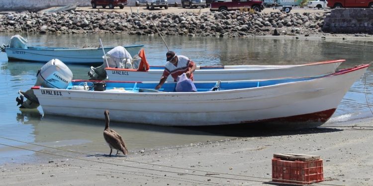 INSTITUTO SUDCALIFORNIANO PARA LA INCLUSIÓN DE LAS PERSONAS CON DISCAPACIDAD ANUNCIA TORNEO DE PESCA CON CAUSA EN BENEFICIO DEL CAM LABORAL 13