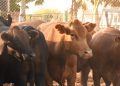 GOBIERNO DE BCS REFUERZA ACCIONES PARA  ERRADICAR LA GARRAPATA BOOPHILUS