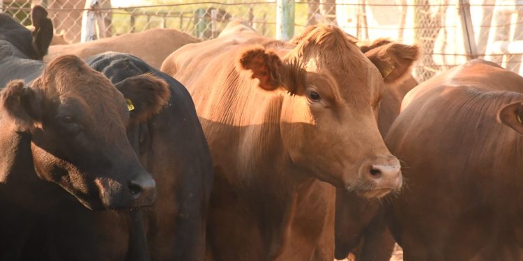GOBIERNO DE BCS REFUERZA ACCIONES PARA ERRADICAR LA GARRAPATA BOOPHILUS