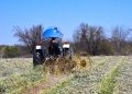 PROYECTA VIVERO DEL VALLE DE SANTO DOMINGO 3 MIL 500 PACAS DE FORRAJE EN 2026