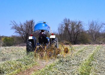 PROYECTA VIVERO DEL VALLE DE SANTO DOMINGO 3 MIL 500 PACAS DE FORRAJE EN 2026