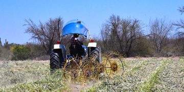 PROYECTA VIVERO DEL VALLE DE SANTO DOMINGO 3 MIL 500 PACAS DE FORRAJE EN 2026