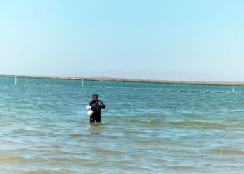 DETERMINA COEPRIS CONDICIÓN SIN RIESGO SANITARIO EN BAHIA DE LA PAZ