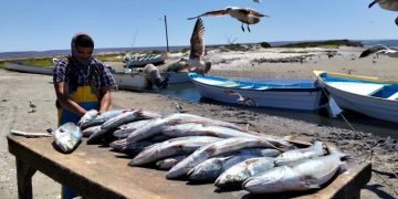 CONVOCA SEPADA A INTEGRARSE AL SEGURO DE VIDA PESQUERO Y ACUÍCOLA