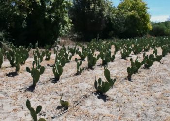 SEPADA IMPULSA ACCIONES QUE FORTALECEN LA GANADERÍA SUDCALIFORNIANA